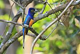 Amazonian Trogon